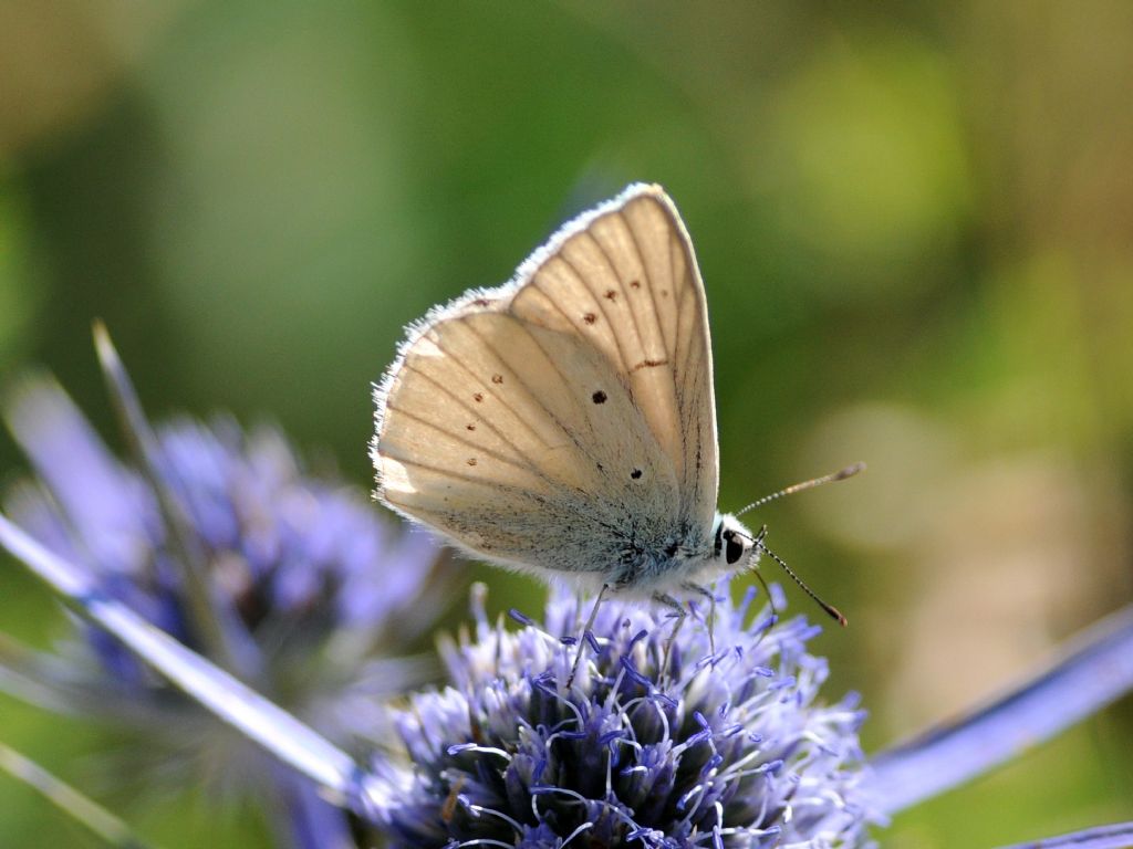 Polyommatus virgilius ? S
